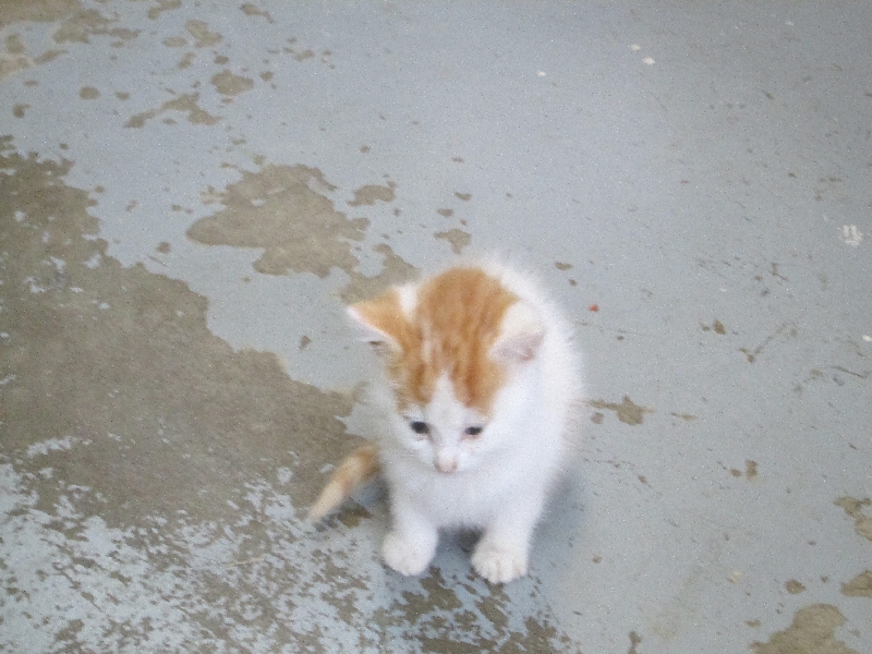 在亞歷山大的當地農場小店遇上的剛出生不久的小黃貓。