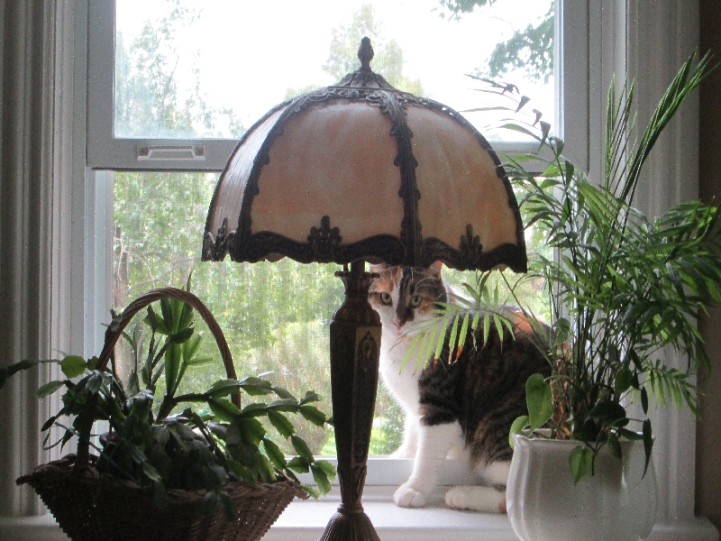 在亞歷山大時房東的貓，名叫伊莎貝拉。看起來是貓中的女王。喜歡坐在窗檐看著外邊的世界。