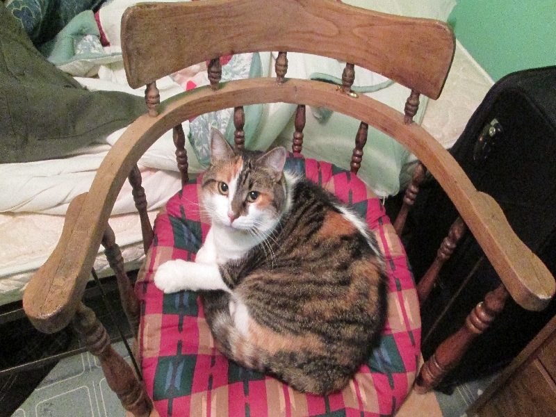 伊莎貝拉喜歡坐在我的椅子上，或許是軟軟的座墊使她很舒服吧。不過這是我的椅子呀。