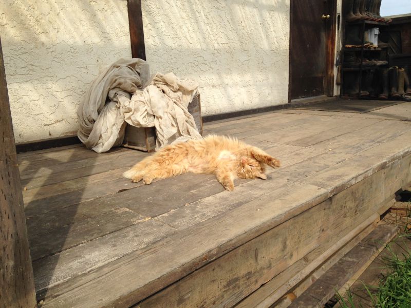 在維多利亞時我基本上每周都會去日系有機農場做義工。這是我交上的貓友，名叫三角。