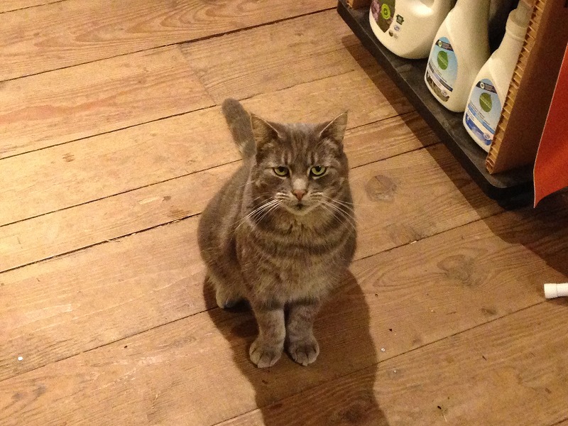 在島上雜物店見到的貓。一臉嚴肅地望著我。他知道我是新來的嗎？