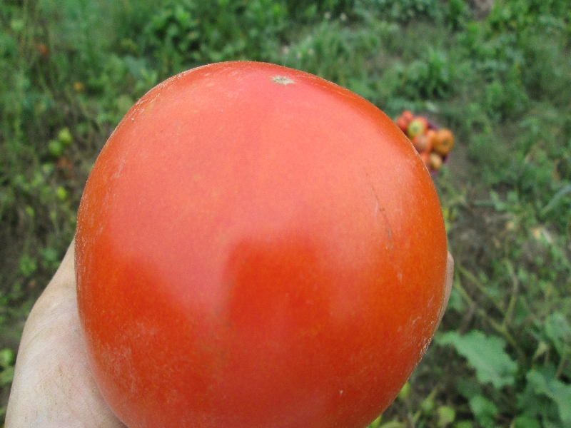 在朋友農場體驗生活時，所栽種的西紅柿。每天早上摘一個當早餐，的確天然有機栽培滋味沁人心脾，令人神清氣爽。
