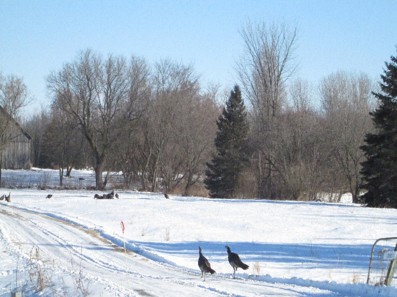 冬天的亞歷山大，零下30度左右。但很少刮風。在亞歷山大野生的七面鳥很多，冬天缺少食物，應該是當地農民在右上處撒了食餌來幫助它們度過冬天。