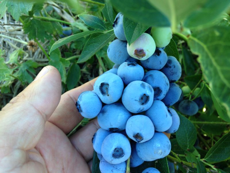 島上很多人栽培藍莓，在農忙時節我幫著摘藍莓，報酬就是隨便吃藍莓。那一周的時間藍莓都當飯吃了。