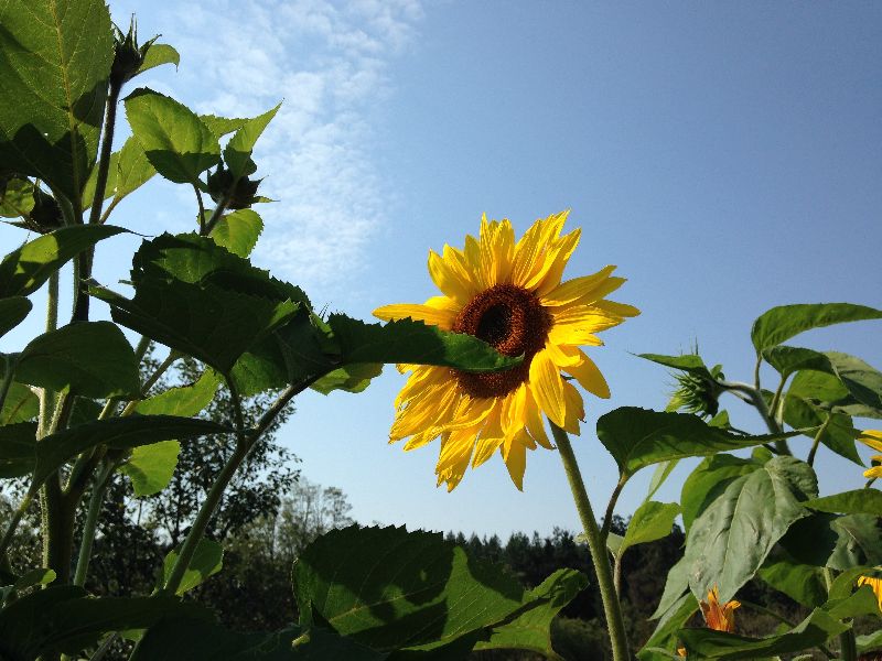 生活中依然充滿著美好，正如向日葵向往太陽。僅以此獻給迷茫之人。