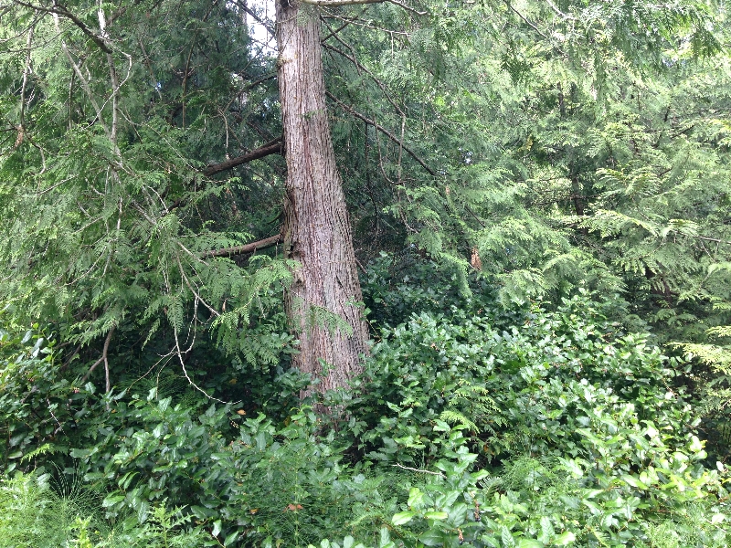 基本上，這種粗細的杉樹很多。同時能看到不少小型的闊葉灌木。