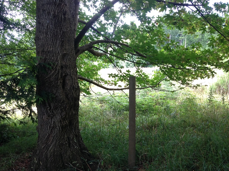 G4林中的闊葉樹。可能是橡樹。