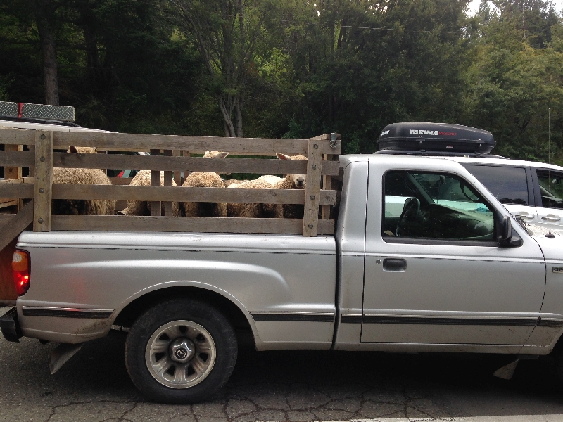 因為很多人都兼業農場，皮卡不少。這是在碼頭上拍到的把養肥的羊送往溫哥華屠宰場時的皮卡。