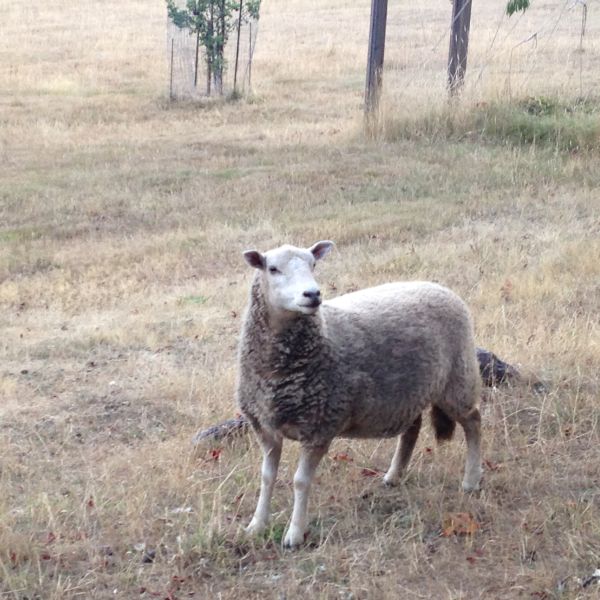 這是島上最常見也最溫順的綿羊。五六歲的小孩可以試試。